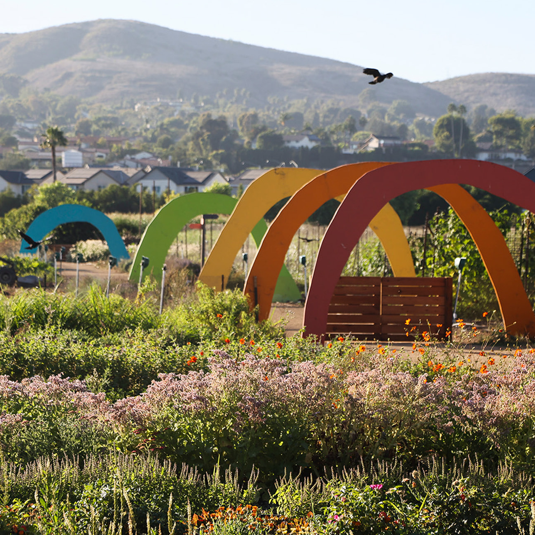 Fresh, organic produce from The Ecology Center served at La Vaquera